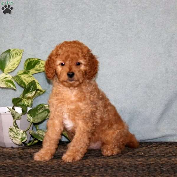 Buddy, Cavapoo Puppy