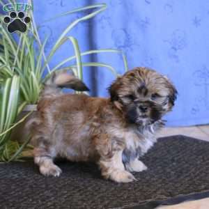 Buddy, Teddy Bear Puppy