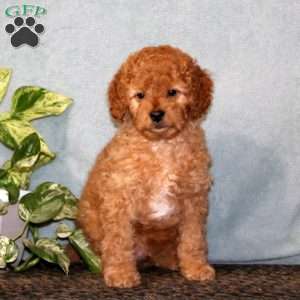 Buddy, Cavapoo Puppy