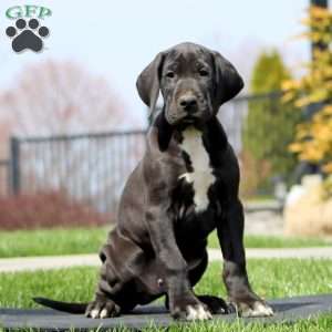 Buddy, Great Dane Puppy
