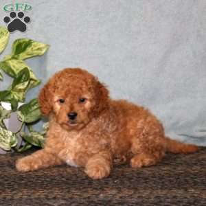 Buddy, Cavapoo Puppy