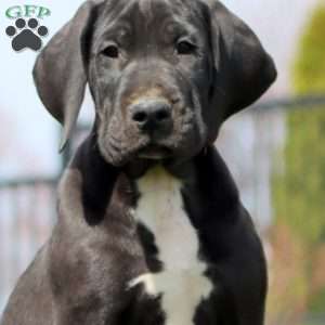 Buddy, Great Dane Puppy