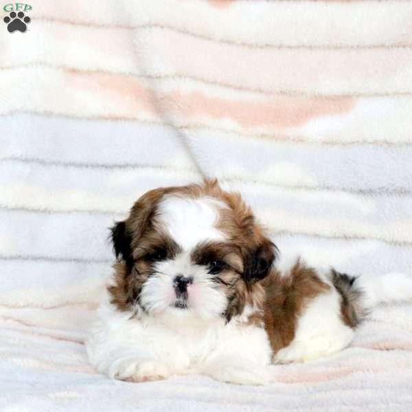 Buster, Shih Tzu Puppy