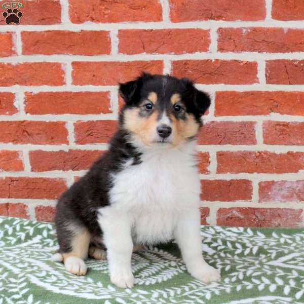 Butch, Collie Puppy