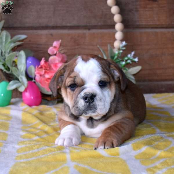 Buttercup, Beabull Puppy