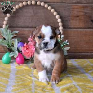 Buttercup, Beabull Puppy