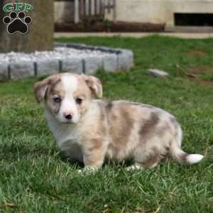 Buttercup, Pembroke Welsh Corgi Puppy