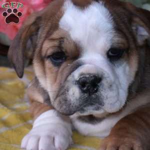 Buttercup, Beabull Puppy