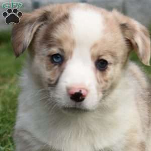 Buttercup, Pembroke Welsh Corgi Puppy