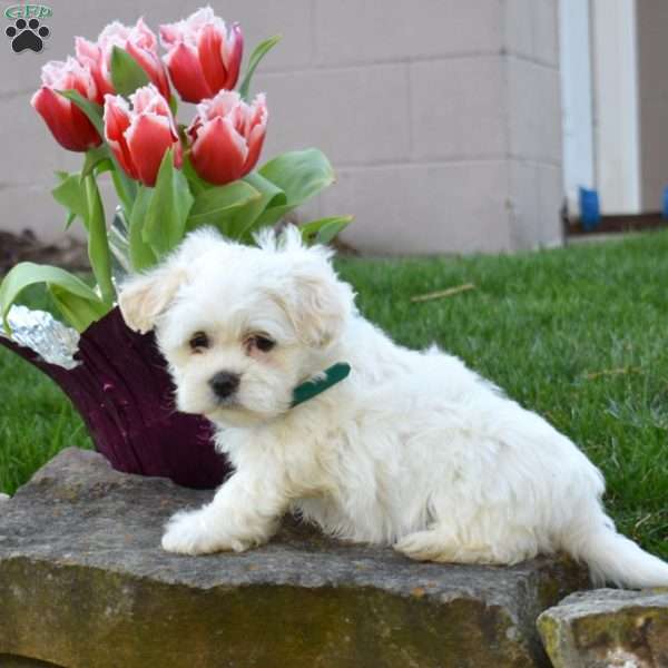 Cadbury, Teddy Bear Puppy