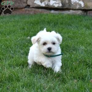 Cadbury, Teddy Bear Puppy