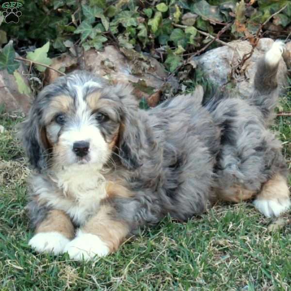 Cade, Mini Bernedoodle Puppy