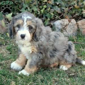 Cade, Mini Bernedoodle Puppy