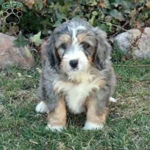 Cade, Mini Bernedoodle Puppy