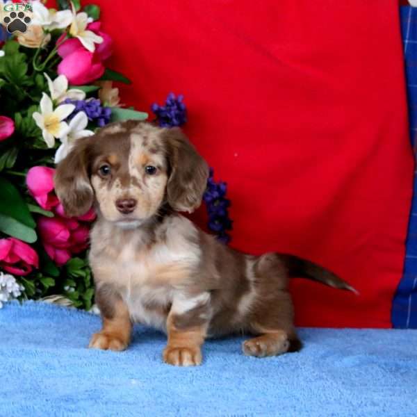 Cadence, Dachshund Puppy