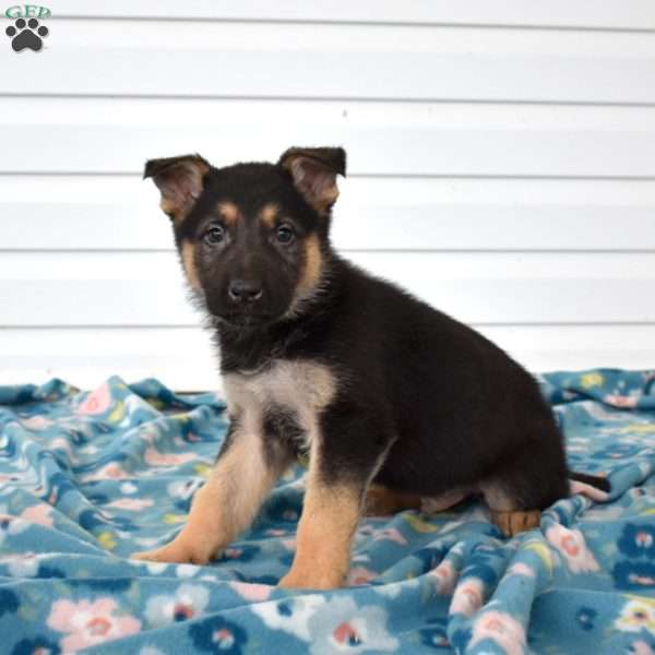 Cain, German Shepherd Puppy