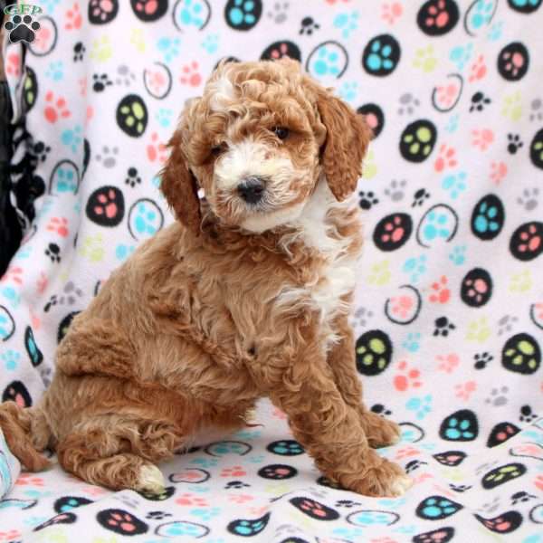 Caleb, Cavapoo Puppy