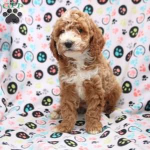 Caleb, Cavapoo Puppy