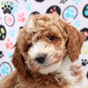 Caleb, Cavapoo Puppy