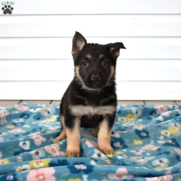 Callie, German Shepherd Puppy