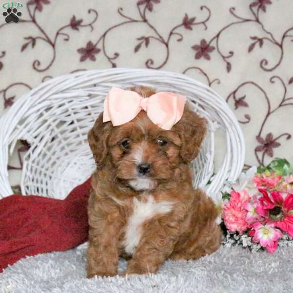 Callie, Cavapoo Puppy