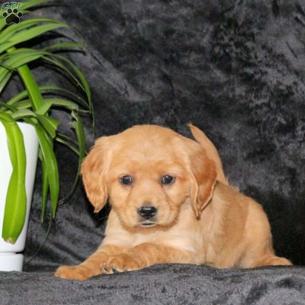 Callie, Miniature Golden Retriever Puppy