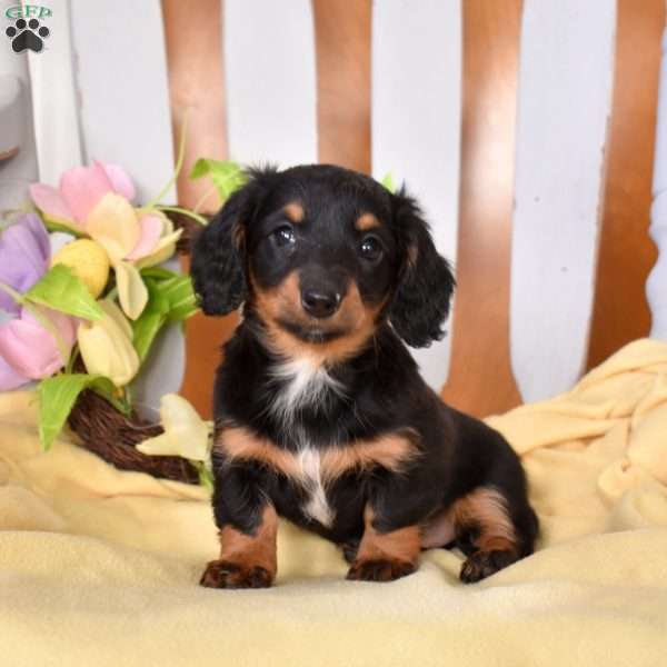 Callie, Dachshund Puppy