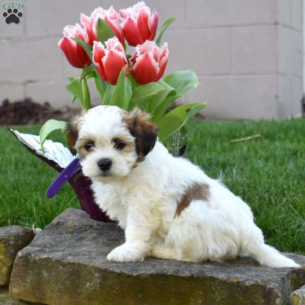 Callie, Teddy Bear Puppy