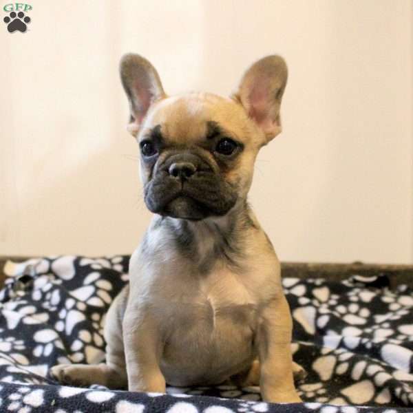 Callie, French Bulldog Puppy