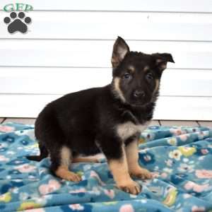 Callie, German Shepherd Puppy