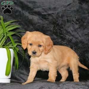 Callie, Miniature Golden Retriever Puppy