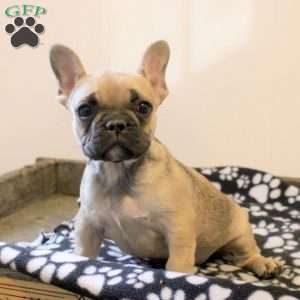 Callie, French Bulldog Puppy