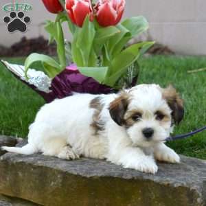 Callie, Teddy Bear Puppy