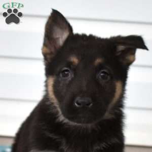 Callie, German Shepherd Puppy