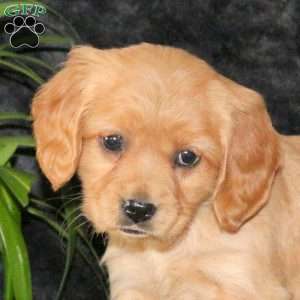 Callie, Miniature Golden Retriever Puppy