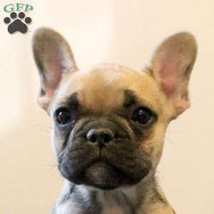 Callie, French Bulldog Puppy