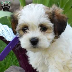 Callie, Teddy Bear Puppy