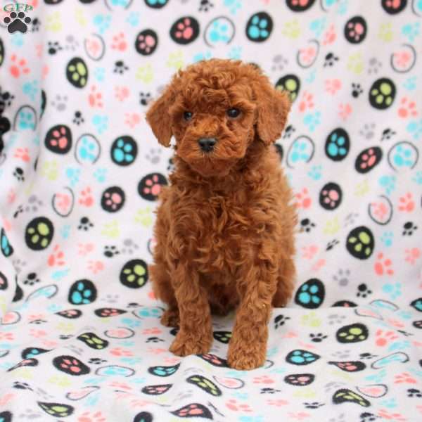 Callum, Cavapoo Puppy