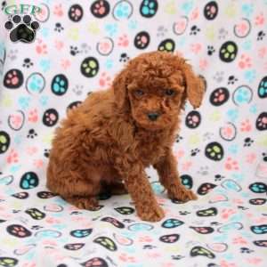 Callum, Cavapoo Puppy