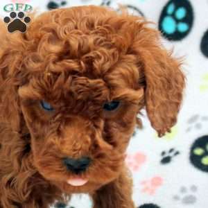 Callum, Cavapoo Puppy