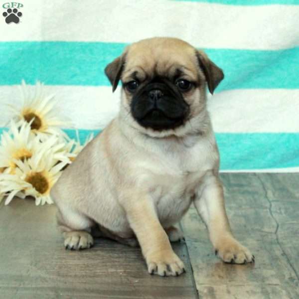 Calvin, Pug Puppy