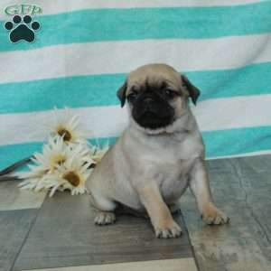 Calvin, Pug Puppy