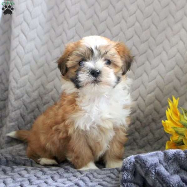 Candy, Teddy Bear Puppy