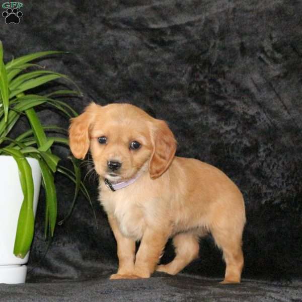 Candy, Miniature Golden Retriever Puppy