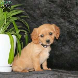 Candy, Miniature Golden Retriever Puppy