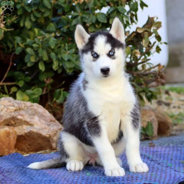 Candy, Siberian Husky Puppy