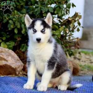 Candy, Siberian Husky Puppy