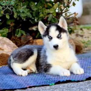 Candy, Siberian Husky Puppy