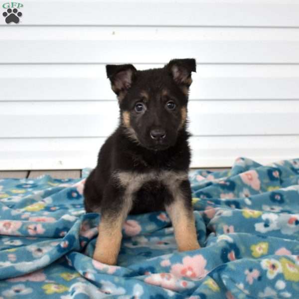 Captain, German Shepherd Puppy