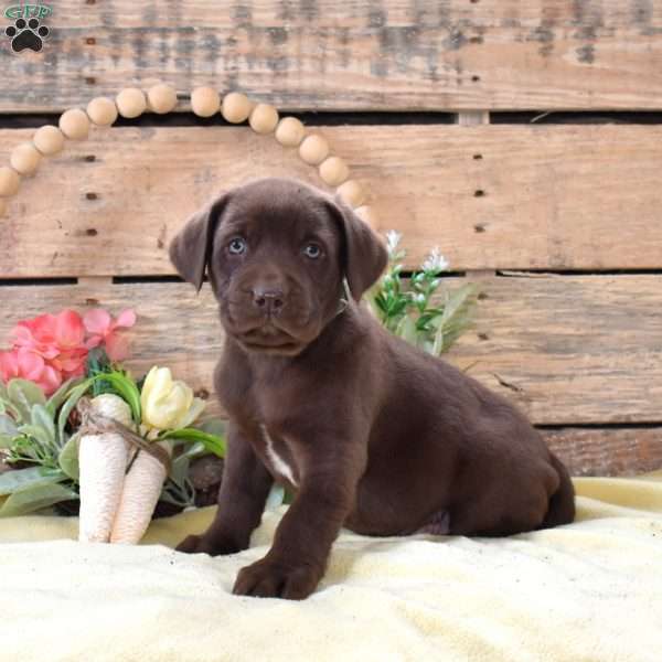 Caramel, Boxador Puppy